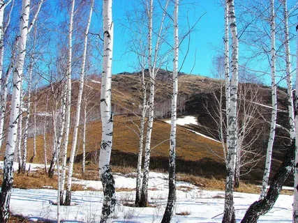 Эксперт УУНиТ дал прогноз о возможности нашествия комаров и клещей в Башкортостане
