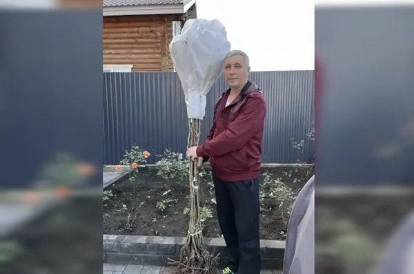 Эксперт УУНиТ рассказал, как спасти розы от холодов