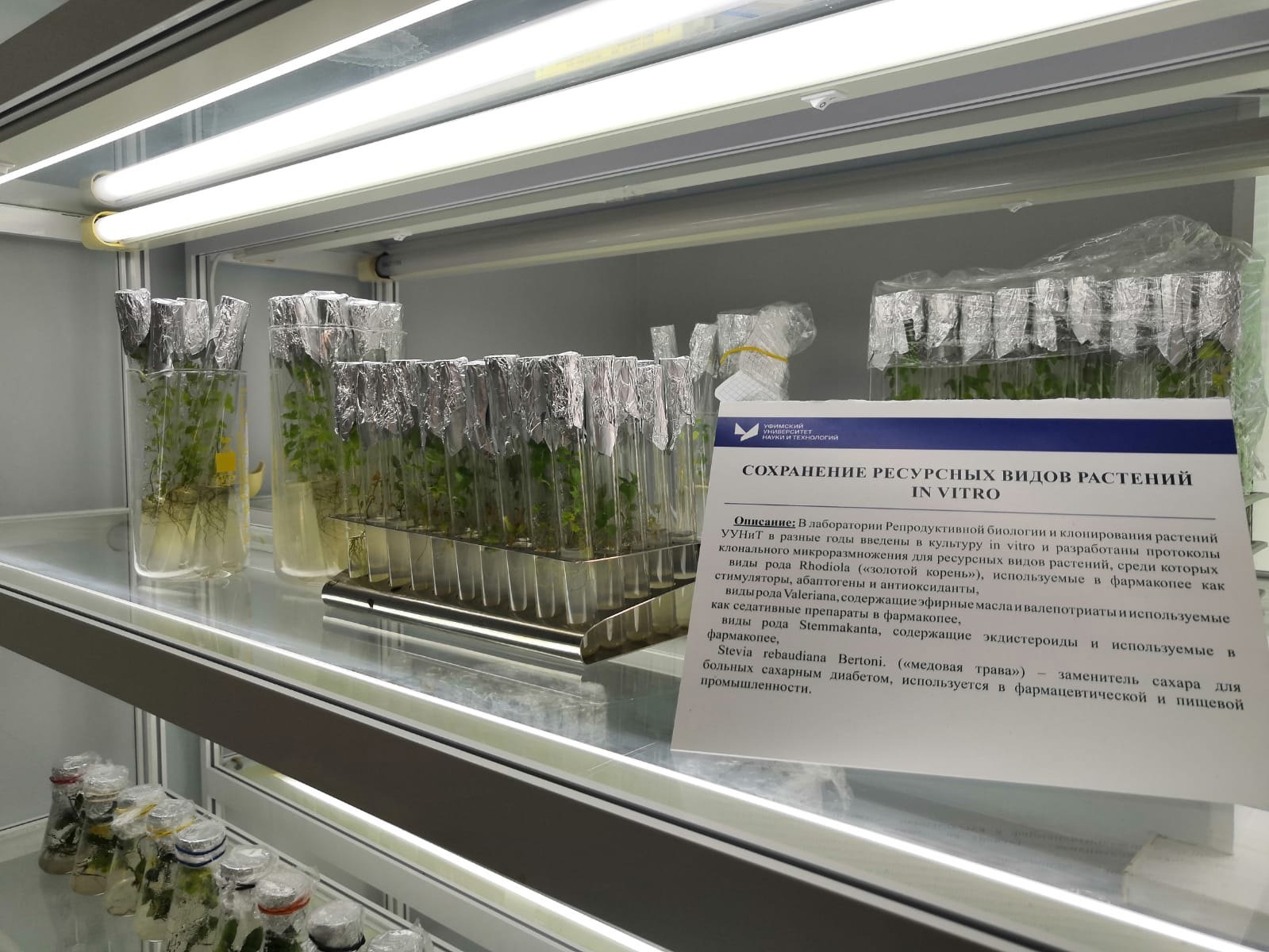 Лаборатория репродуктивной биологии и клонирования растений - точка маршрута "Авиценна"